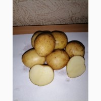 Семенной картофель сорт Ла Страда