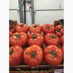 Марокканские и Иранские помидоры в большом объёме