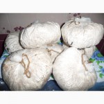 Продам мицелий грибов вешенка шиитаке в воронеже от производителя