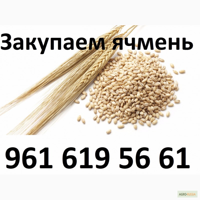 Фото 4. Закупаем пшеницу, подсолнечник, кукурузу, горох