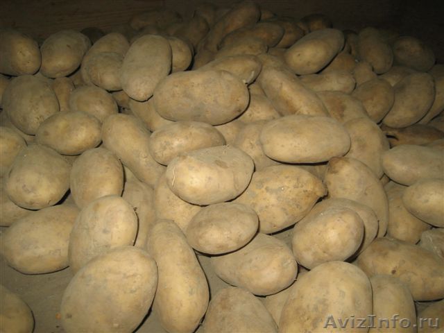 Фото 3. Продам продовольственный картофель