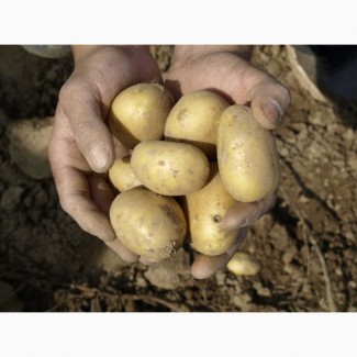Свежий картофель урожай 2017 г