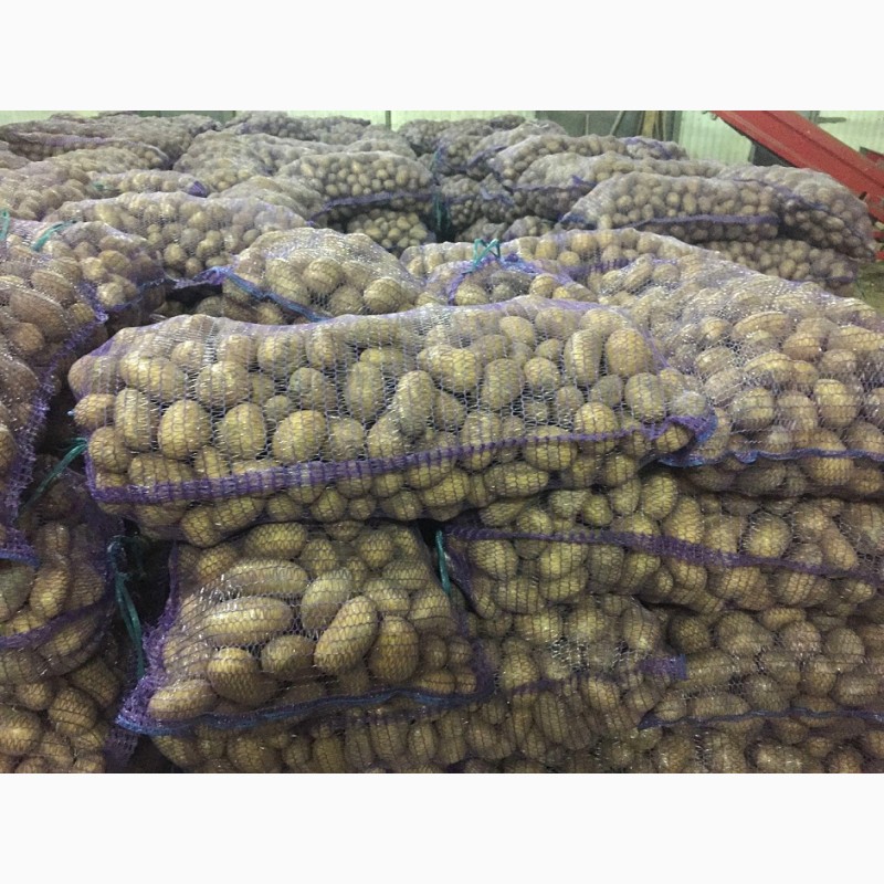 Фото 3. Свежий картофель урожай 2017 г
