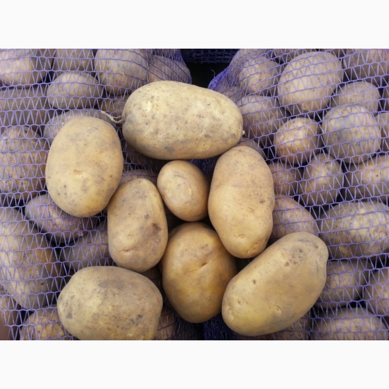 Фото 4. Свежий картофель урожай 2017 г