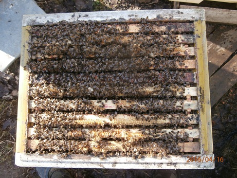Фото 2. Среднерусских пчёл купить в С-Петербурге
