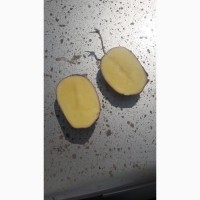 Картофель от производителя прордовольственный оптом 2018