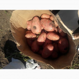Картофель от производителя прордовольственный оптом 2018