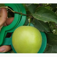 Яблоки урожай 2018 от производителя 60