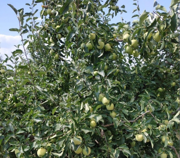 Фото 2. Яблоки урожай 2018 от производителя 60