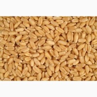 Семена пшеницы озимой Башкирская 10, Безенчукская 380