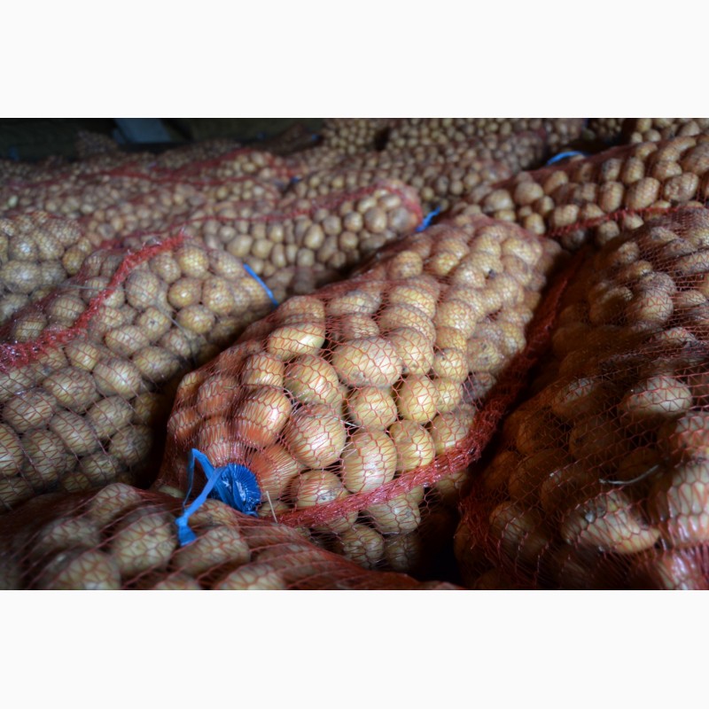 Фото 8. Картофель семенной Гала, Вега, оптом, ранний