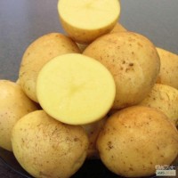 Картофель семенной Гала, Вега, оптом, ранний