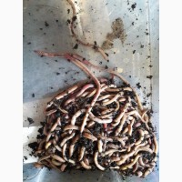 Живые черви для рыбалки и биогумуса