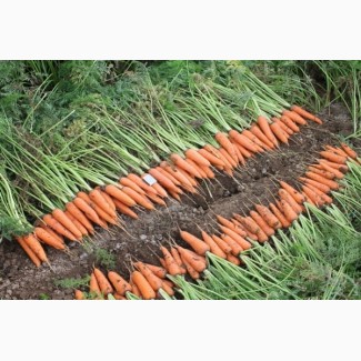 Морковь ранняя Абако