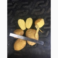 Продовольственный картофель сорт зекура