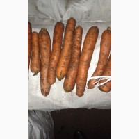 Овощи картофель, лук, капуста, морковь