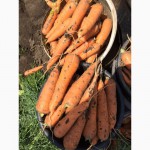 Овощи от производителя: морковь мытая, грязная :сорт дордонь. израиль