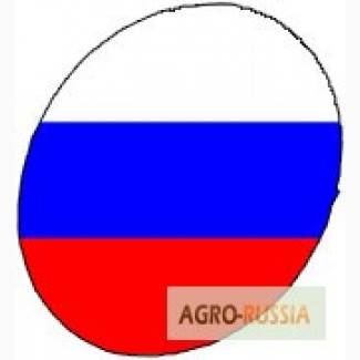 Инкубационное яйцо РОСС-308 и КОББ-500 производства Россия, Польша, Чехия, Белоруссия