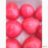 Реализуем розовый помидор оптом от производителя