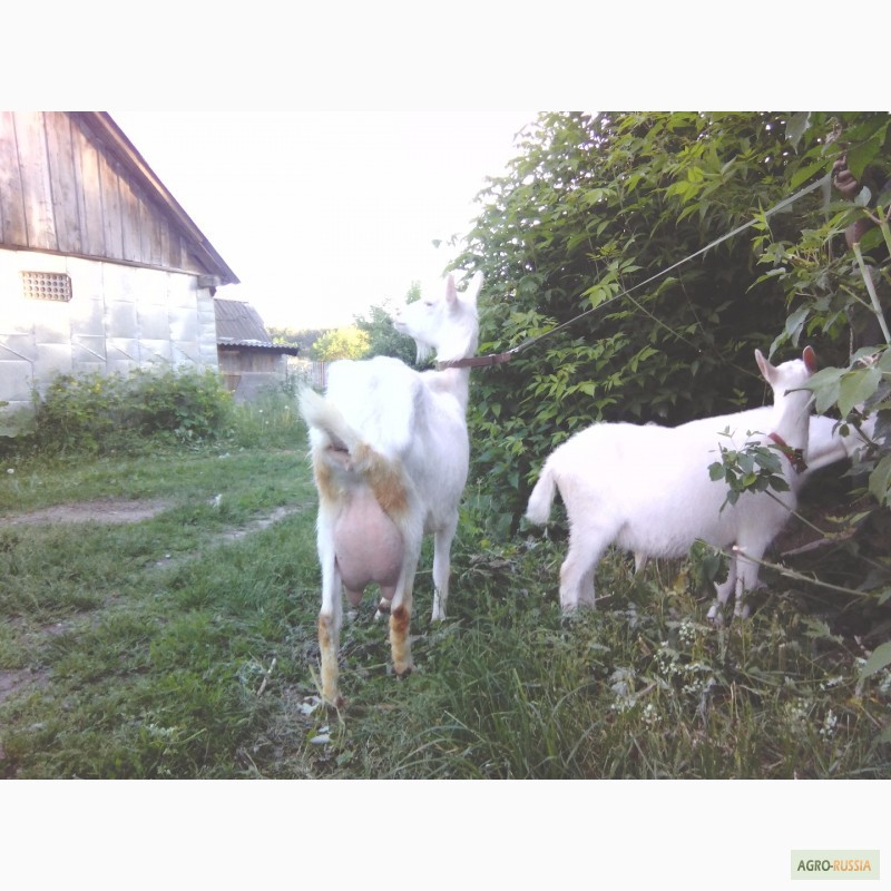 Фото 4. Зааненские чистопородные козы