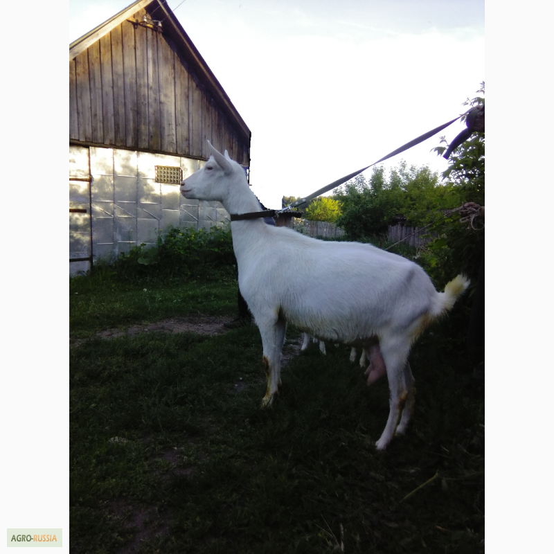 Фото 6. Зааненские чистопородные козы