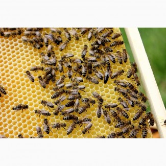 Продам пчеломатки, пчелосемьи и пчелопакеты карпатской породы от производителя