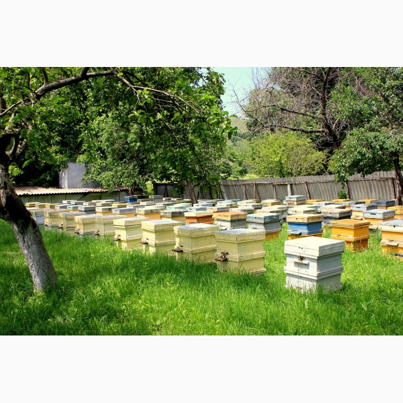 Фото 2. Продам пчеломатки, пчелосемьи и пчелопакеты карпатской породы от производителя