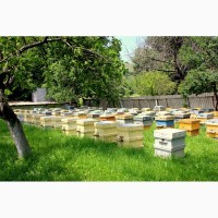 Продам пчеломатки, пчелосемьи и пчелопакеты карпатской породы от производителя