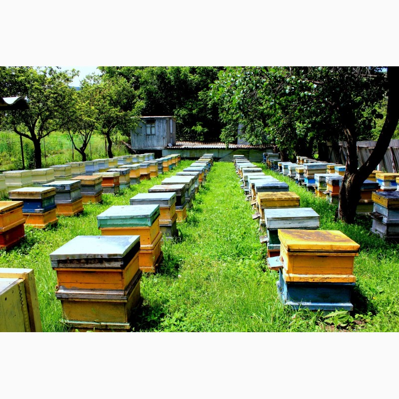 Фото 5. Продам пчеломатки, пчелосемьи и пчелопакеты карпатской породы от производителя