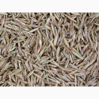 ООО НПП «Зарайские семена» на постоянной основе закупает семена: овсяницы тростниковидной