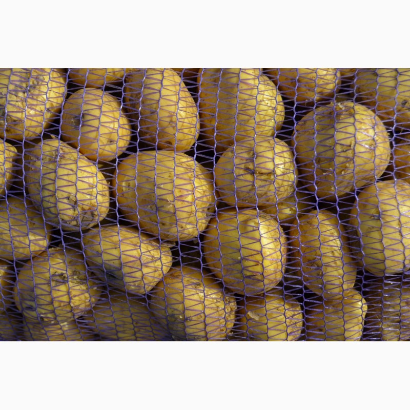 Фото 4. Картофель продовольственный Гала, Вега желтый, оптом, 6