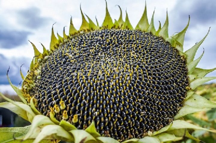 Фото 3. Семена гибридов подсолнечника под гербициды НК Неома Сумико, Тристан, НК Фортими