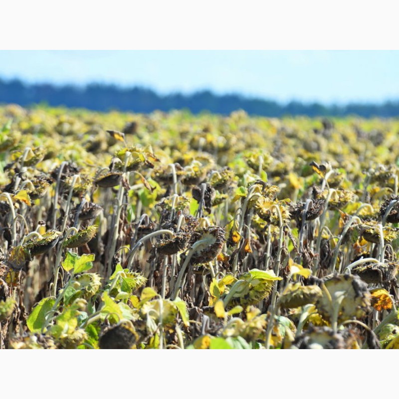 Фото 7. Семена гибридов подсолнечника под гербициды НК Неома Сумико, Тристан, НК Фортими