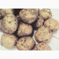 Картофель оптом от производителя от 8 р/кг (ИП Глава КФХ Аветисян М.Ж)
