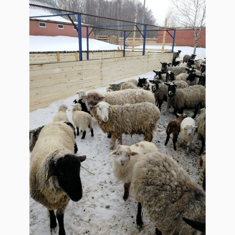 Продам овцы и ягнята,  овцы и ягнята, Московская обл — Agro-Russia