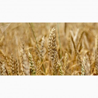 Пшеница озимая Воронежская область