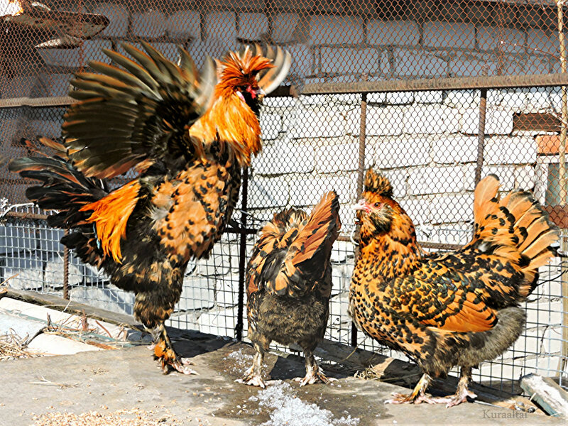 Фото 2. Павловские золотистые инкуб яйцо цыплята