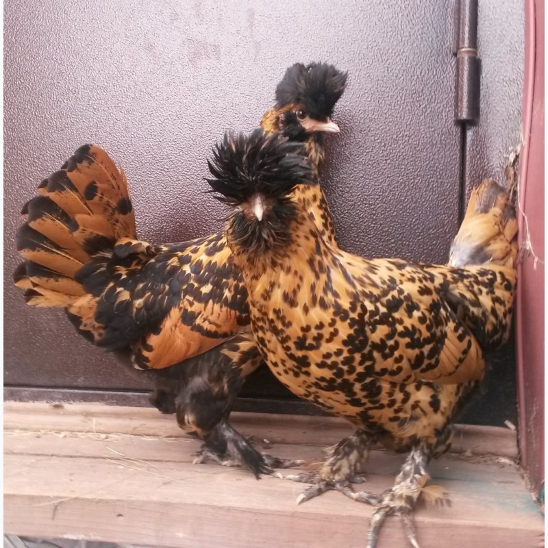 Фото 3. Павловские золотистые инкуб яйцо цыплята