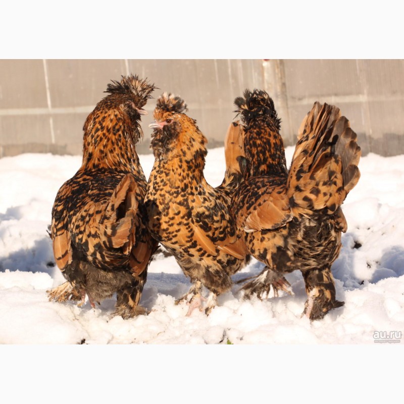 Фото 4. Павловские золотистые инкуб яйцо цыплята