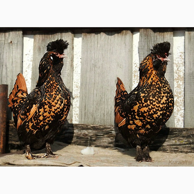 Фото 5. Павловские золотистые инкуб яйцо цыплята
