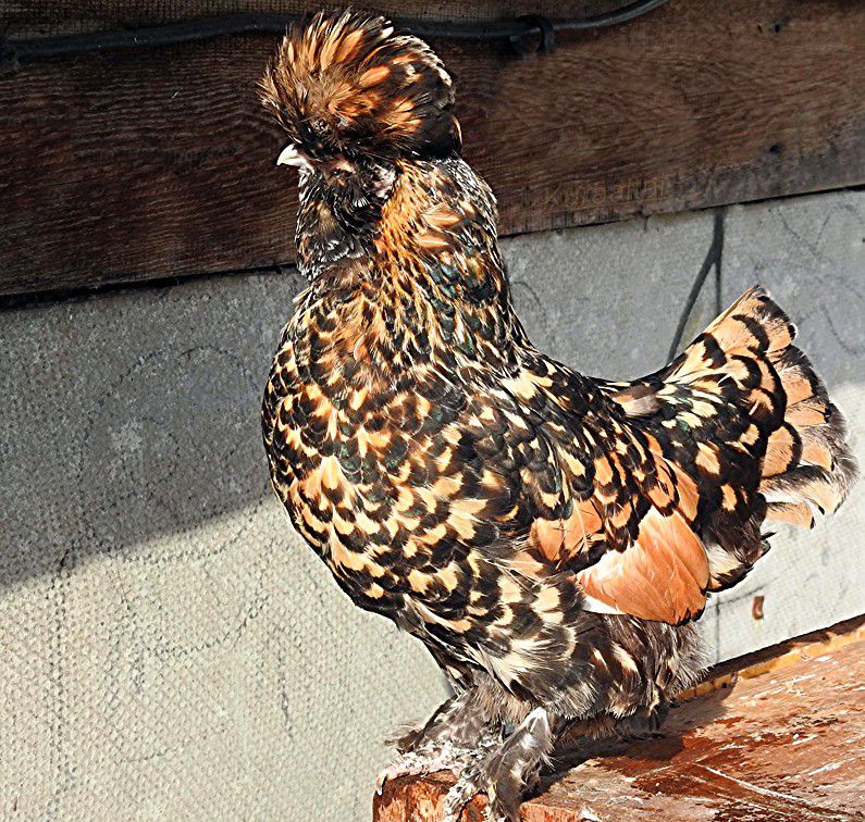 Фото 7. Павловские золотистые инкуб яйцо цыплята