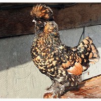 Павловские золотистые инкуб яйцо цыплята