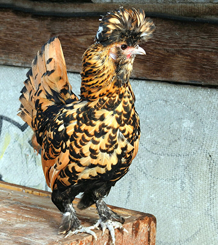 Фото 8. Павловские золотистые инкуб яйцо цыплята