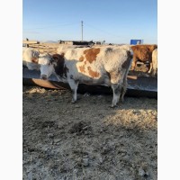 Продаём коров и быков на убой