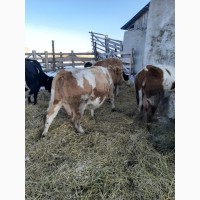 Продаём коров и быков на убой