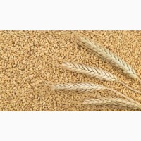 Пшеница 4 класс