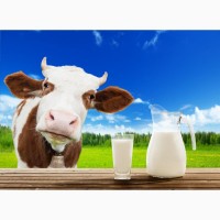 Продам сырое молоко оптом