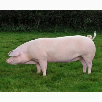 Товарная свинья на убой А1 (105-130) с доставкой из Воронежа