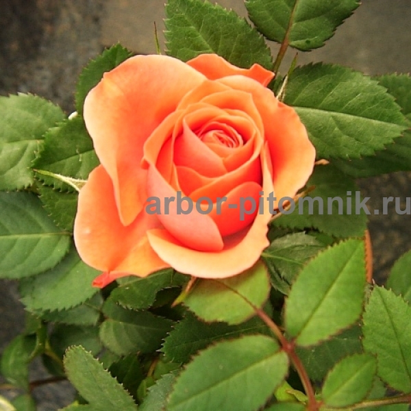 Фото 2. Саженцы роз в интернет магазине для весны 2022 года