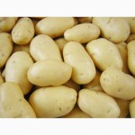 Семенной картофель из Беларуси в Ростове